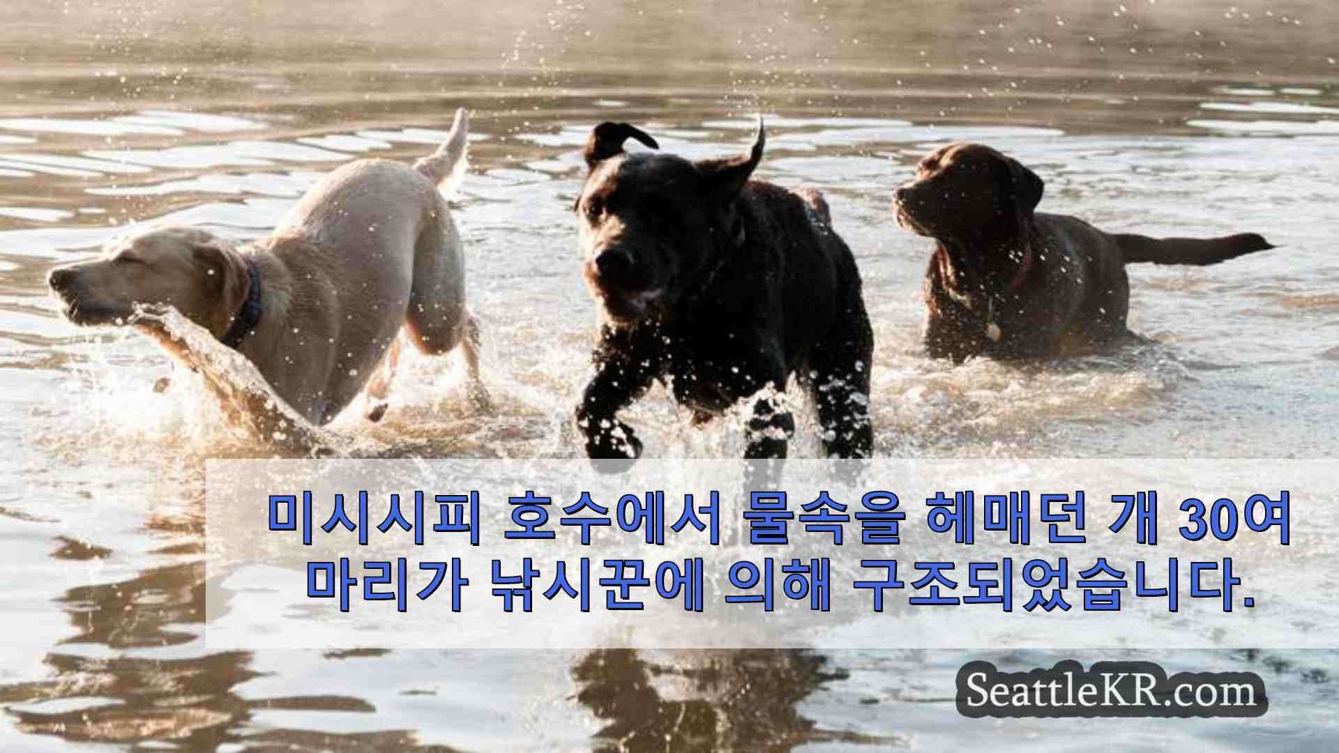 미시시피 호수에서 물을 밟고 있던 개 30여 마리가 낚시꾼에 의해 구조되었습니다.