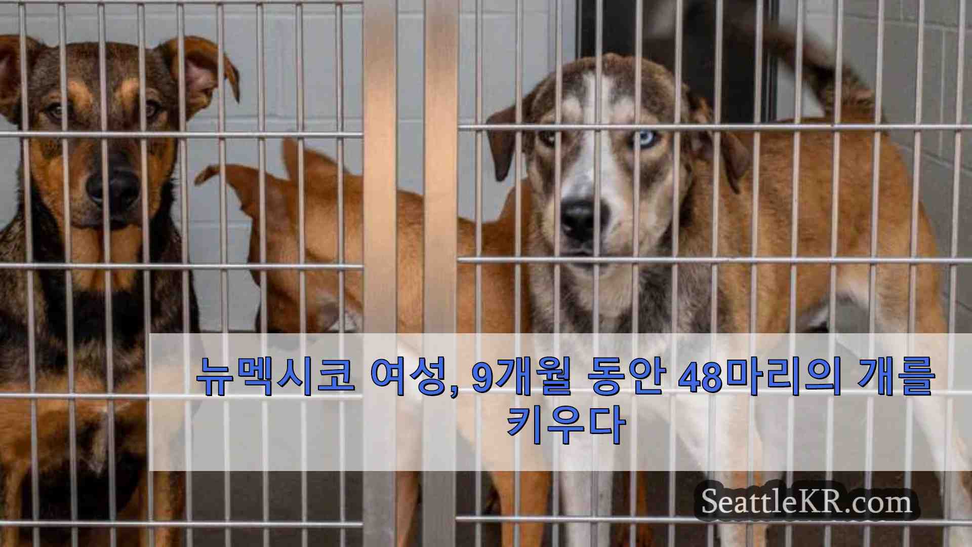 뉴멕시코 여성 9개월 동안 48마리의 개를 키우다