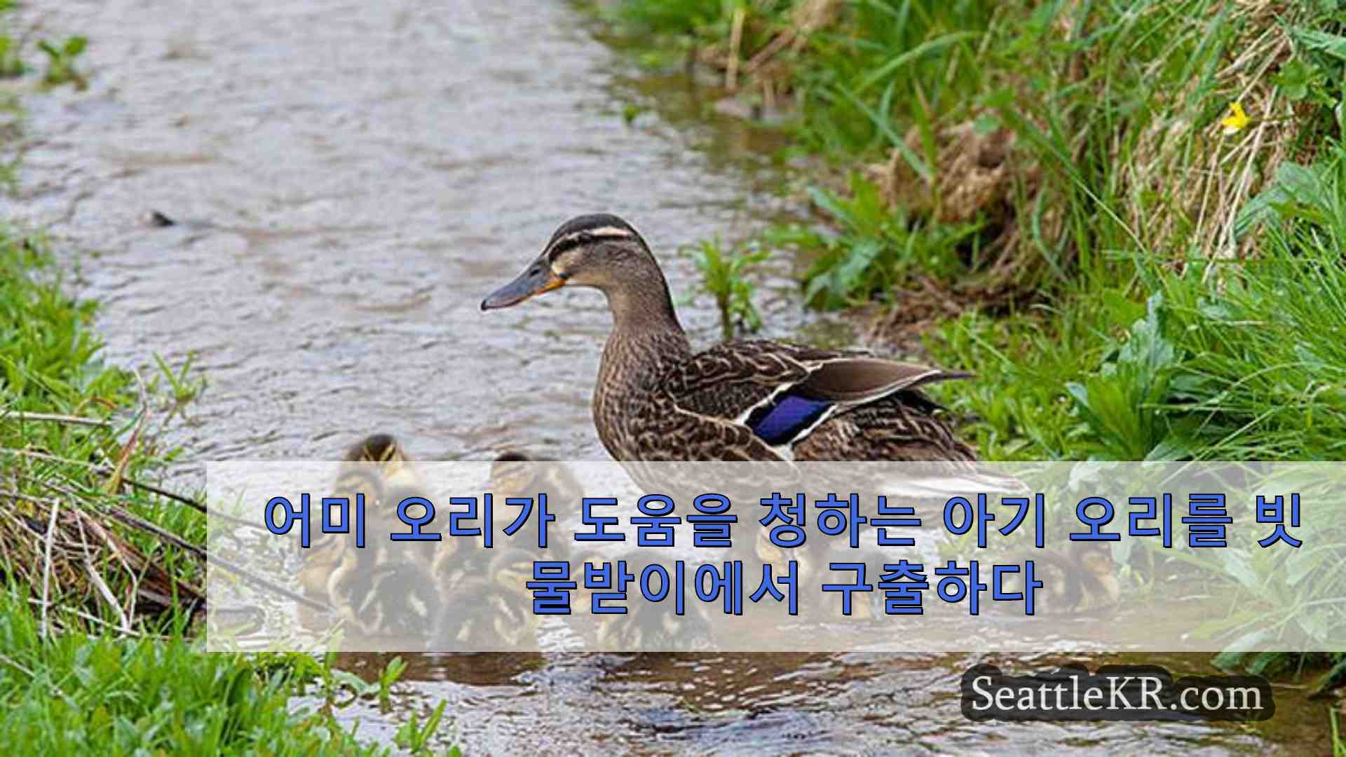 어미 오리가 도움을 청하는 아기 오리를 빗물받이에서 구출하다