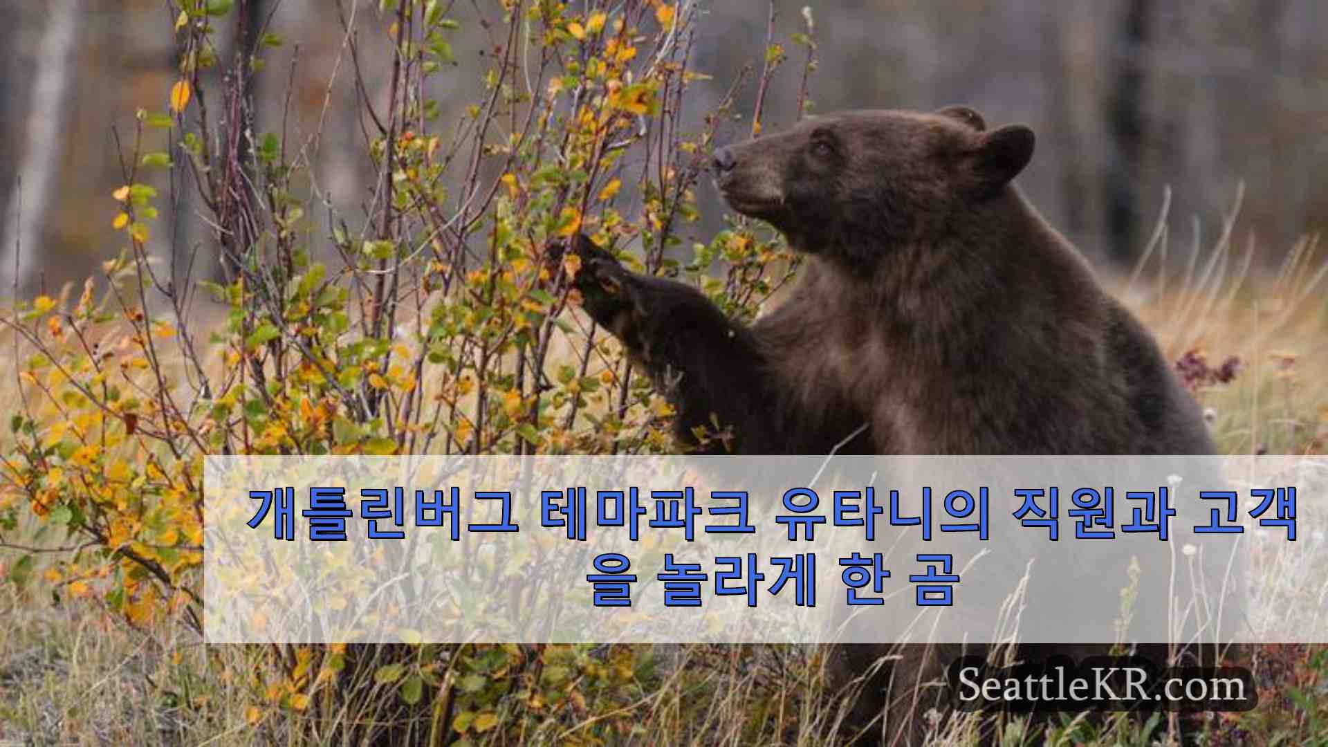 개틀린버그 테마파크에서 직원과 고객을 놀라게 한 곰 안락사 당하다