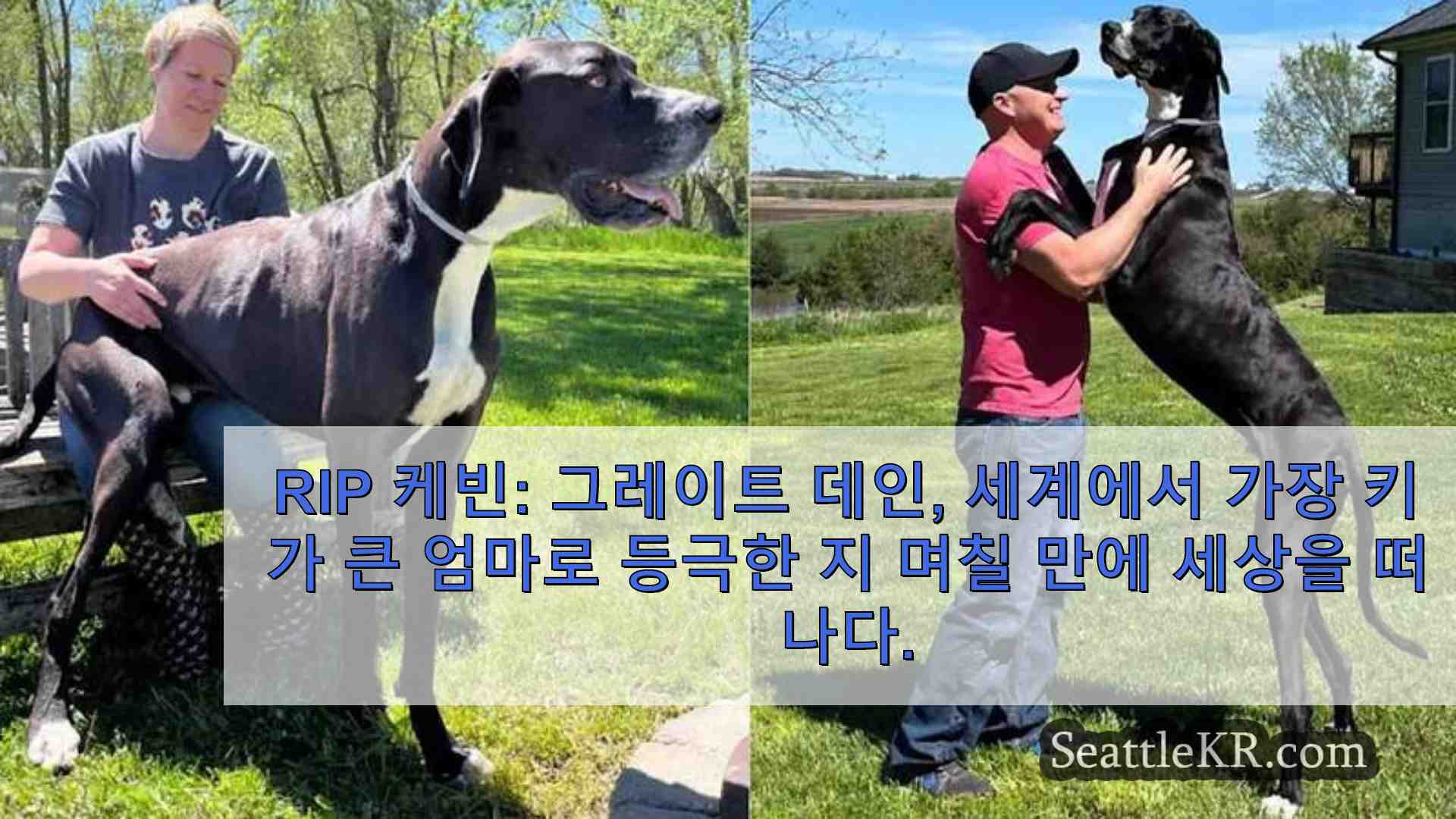 RIP 케빈 세계에서 가장 키가 큰 수컷 개로 선정된 지 며칠 만에 세상을 떠난 그레이트 데인