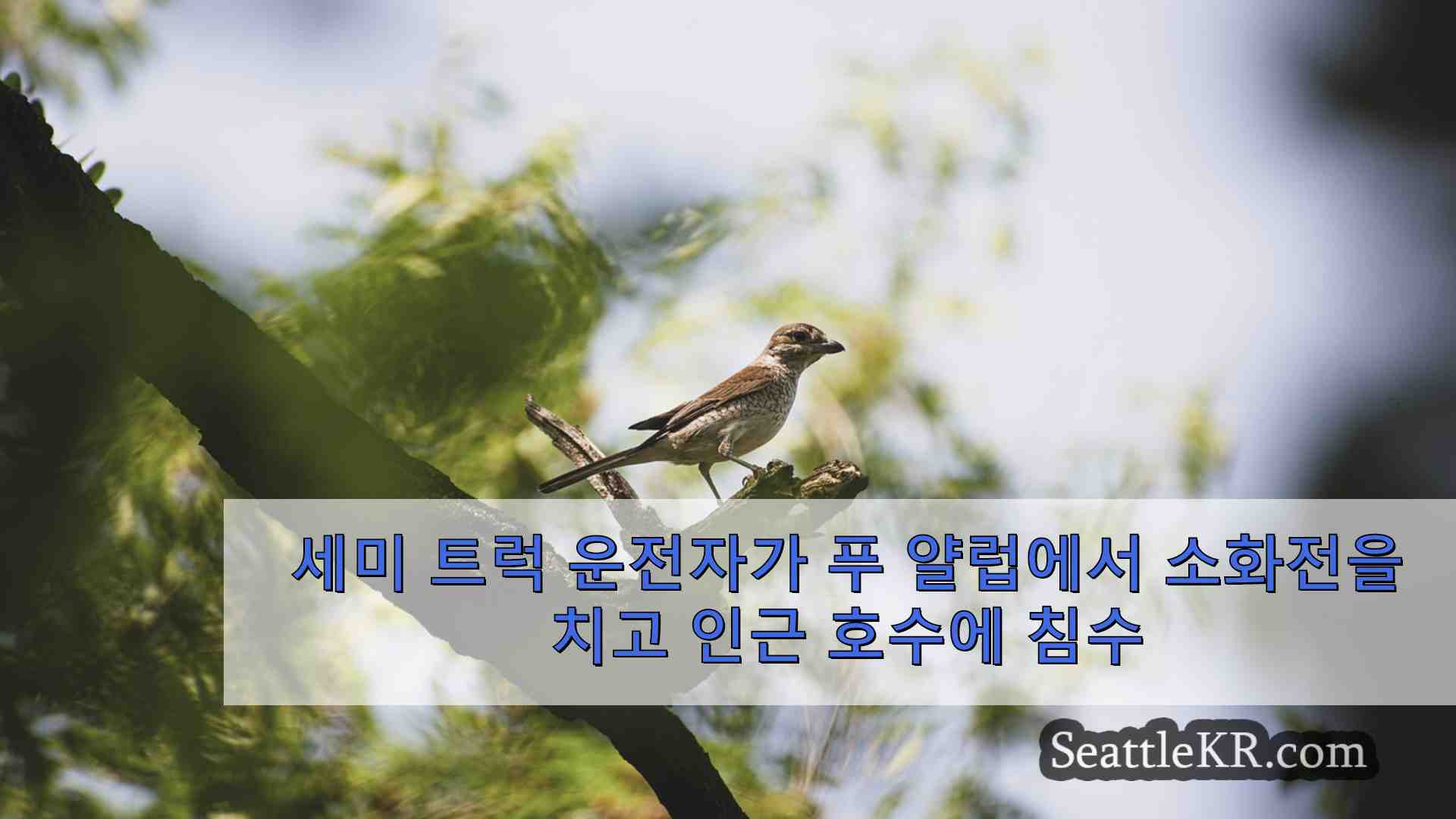 세미 트럭 운전자가 푸 얄럽에서 소화전을 치고 인근 주택 사업장에 침수