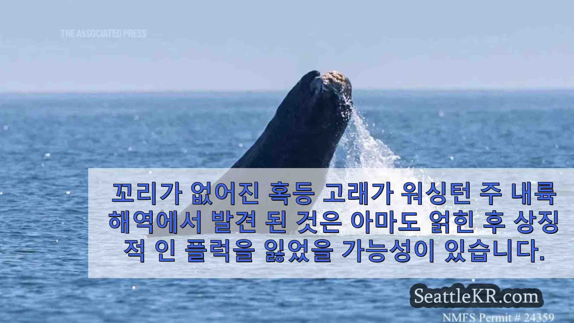 워싱턴 샐리시 바다에서 꼬리가 사라진 혹등 고래가 발견되었습니다.