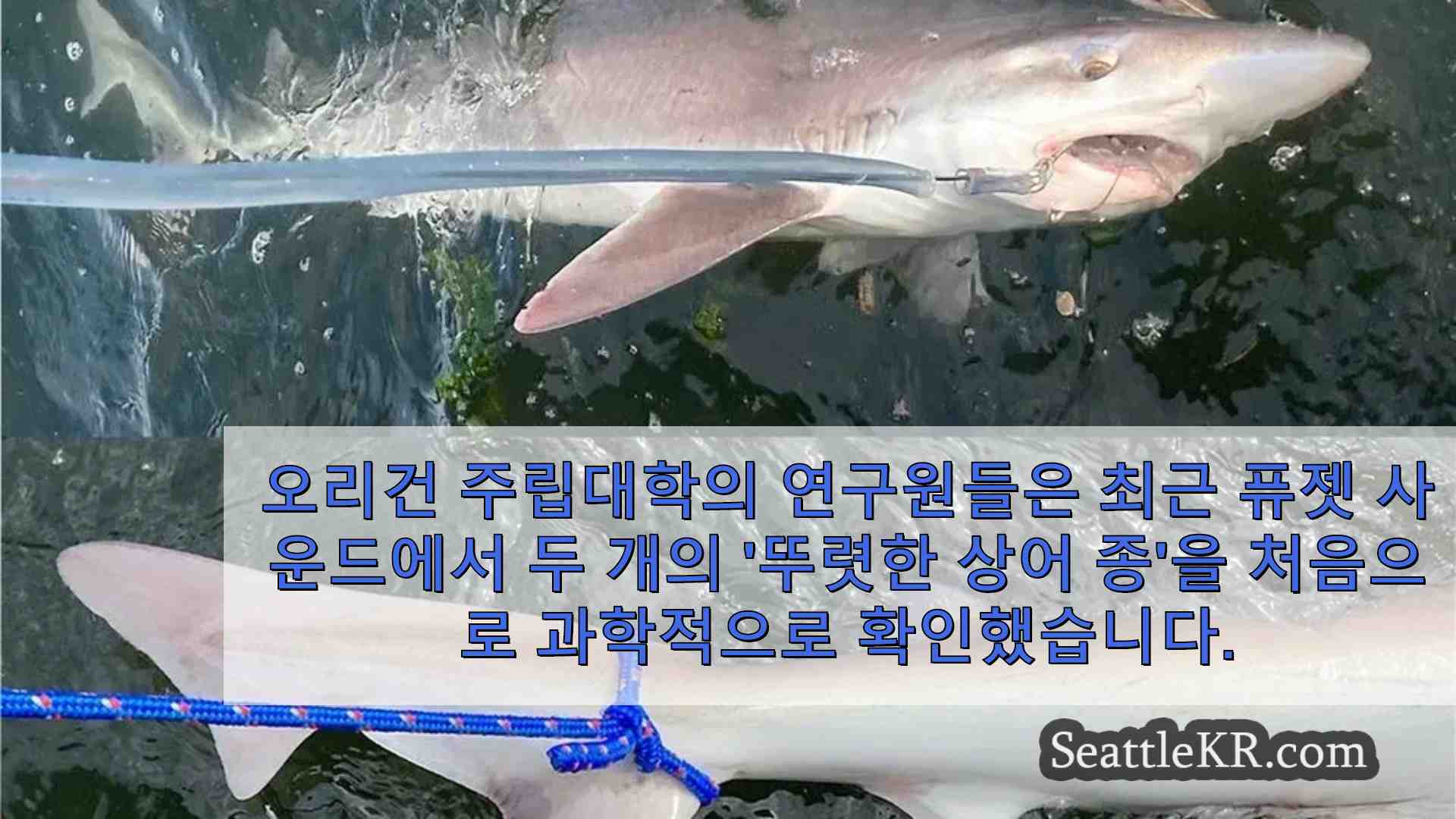 퓨젯 사운드에서 발견된 멸종 위기 수핀 넓은코 일곱지느러미 상어