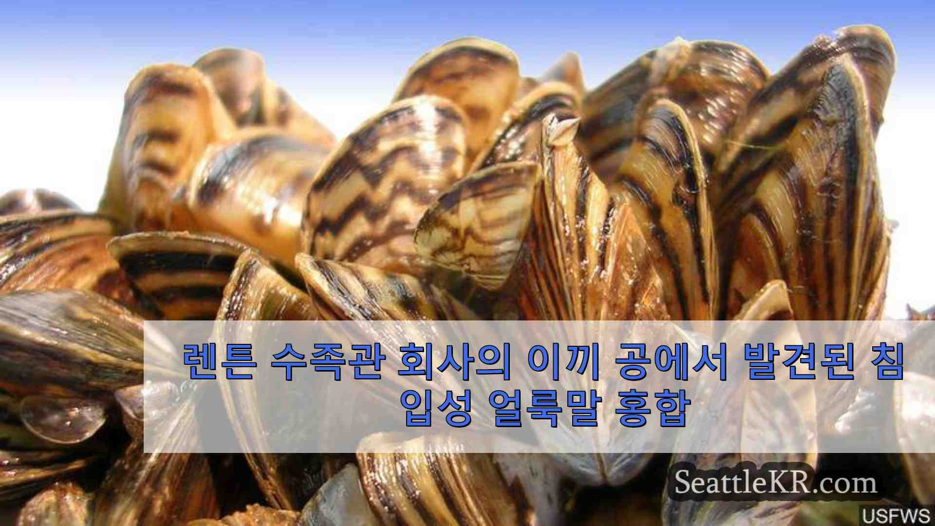 렌튼 수족관 회사의 이끼 공에서 발견된 침입성 얼룩말 홍합