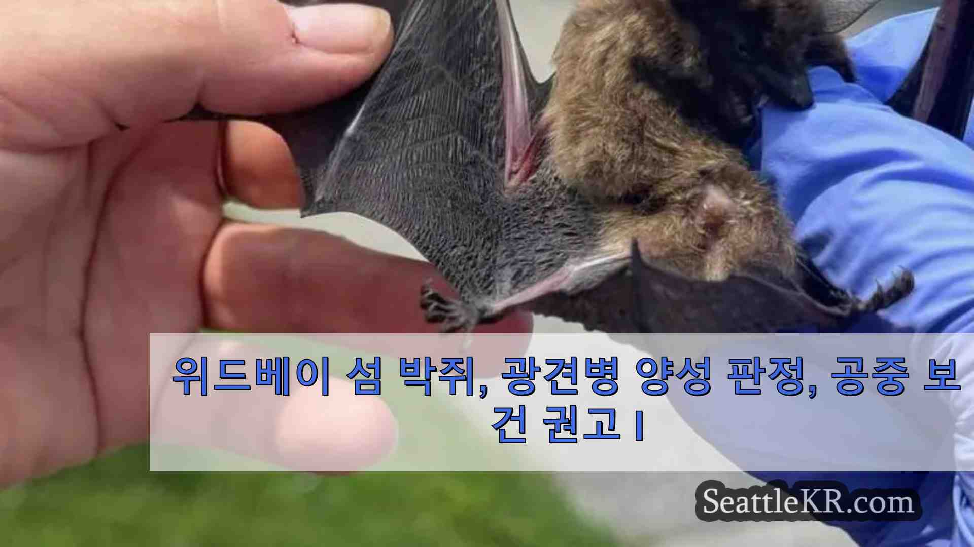 위드베이 섬 박쥐 광견병 양성 판정 공중 보건 권고 발표