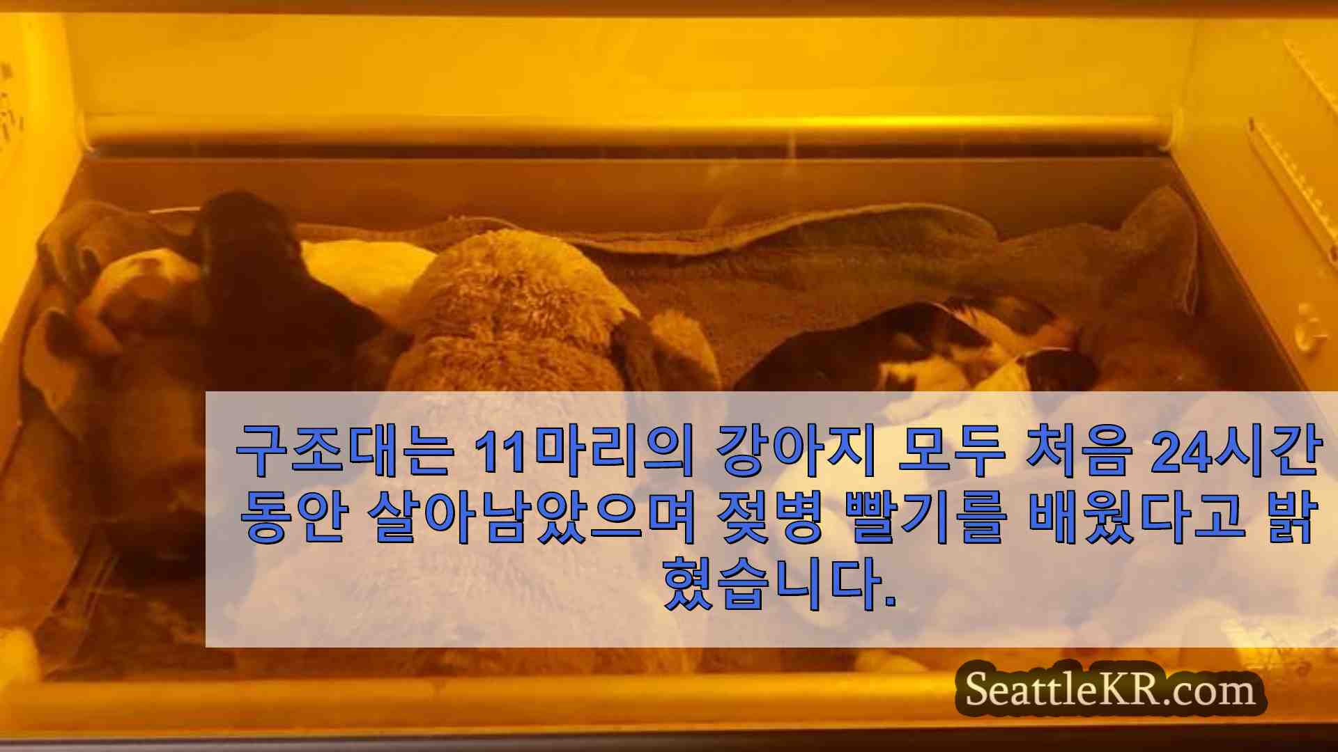 올림피아 구조대가 캐피톨 포레스트에 버려진 11마리의 갓 태어난 강아지들을 구했습니다.