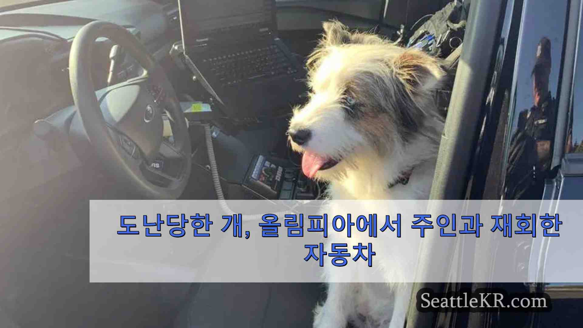 도난당한 개 올림피아에서 주인과 재회한 자동차