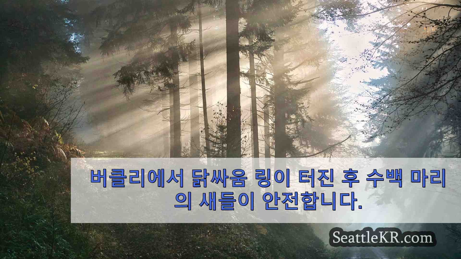 시애틀 뉴스 SeattleKR
