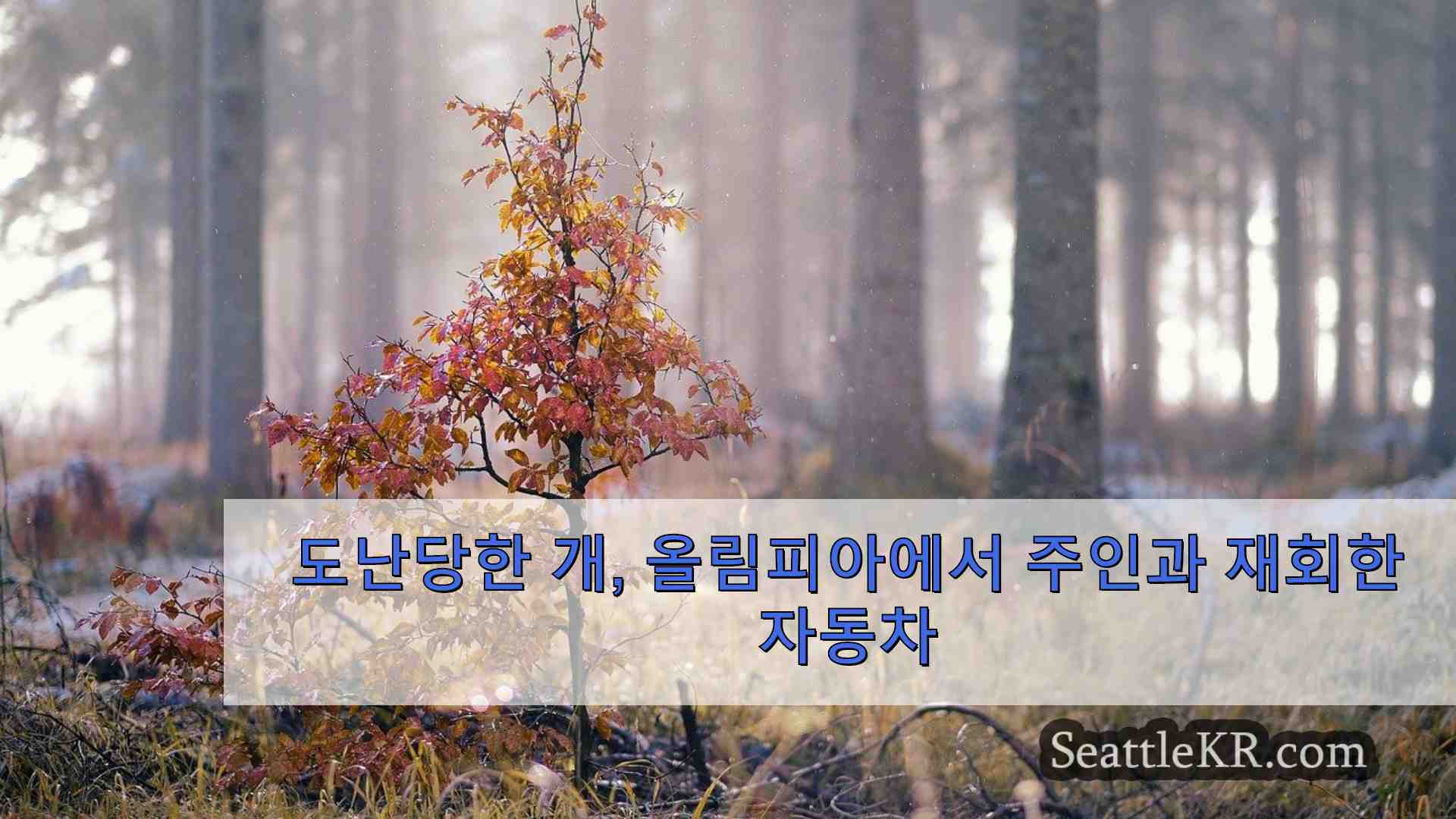 시애틀 뉴스 SeattleKR