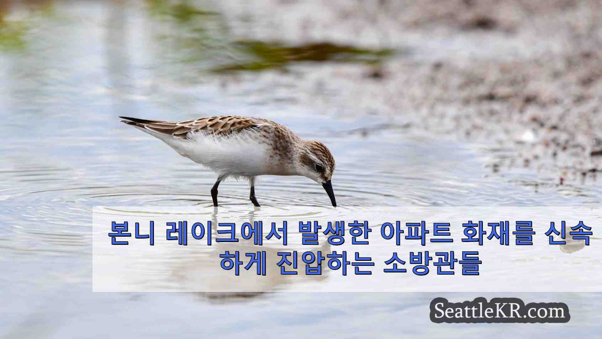 시애틀 뉴스 SeattleKR