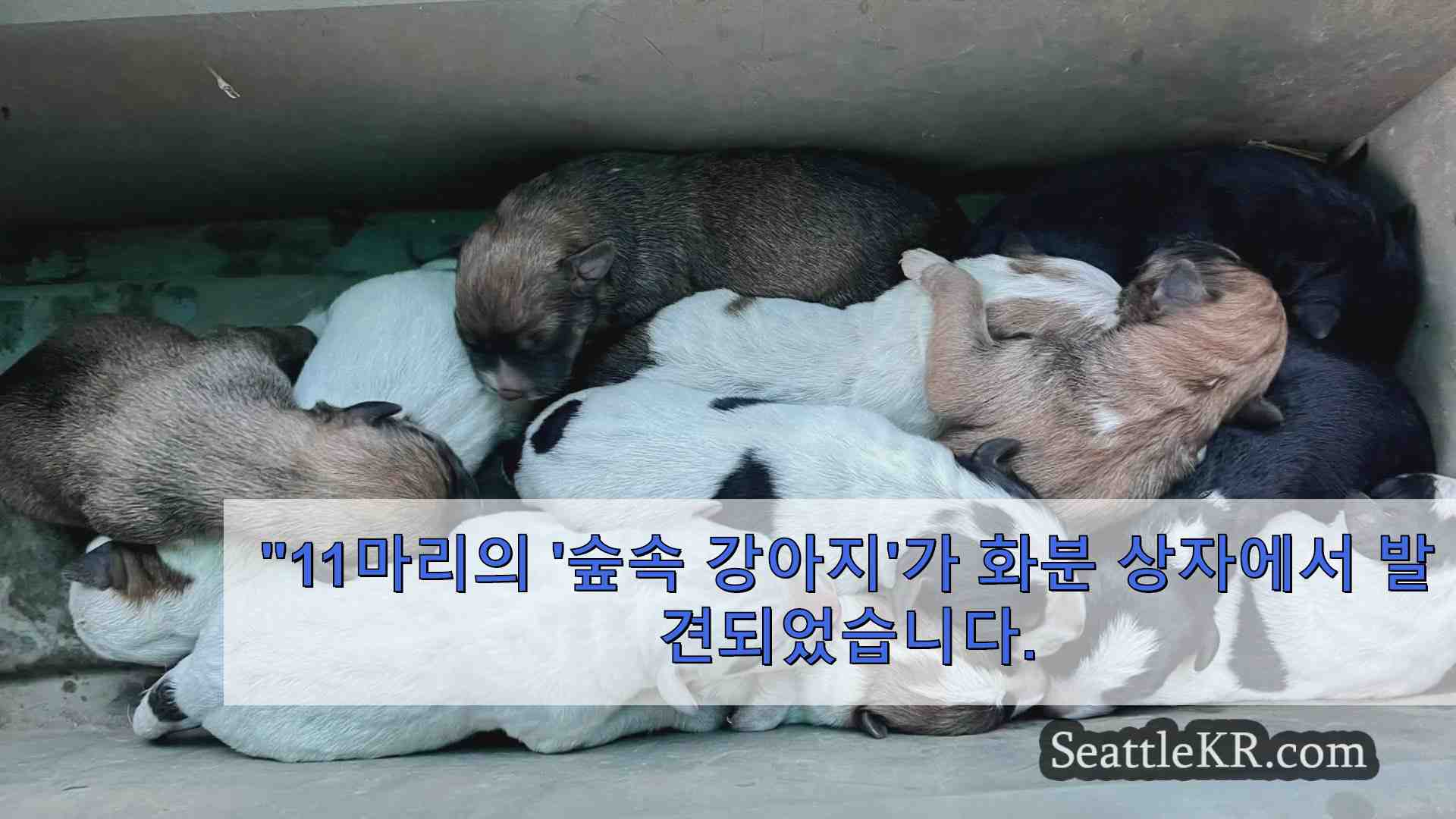 캐피털 주립 숲 트레일 헤드 근처에서 갓 태어난 강아지 상자를 발견한 등산객들