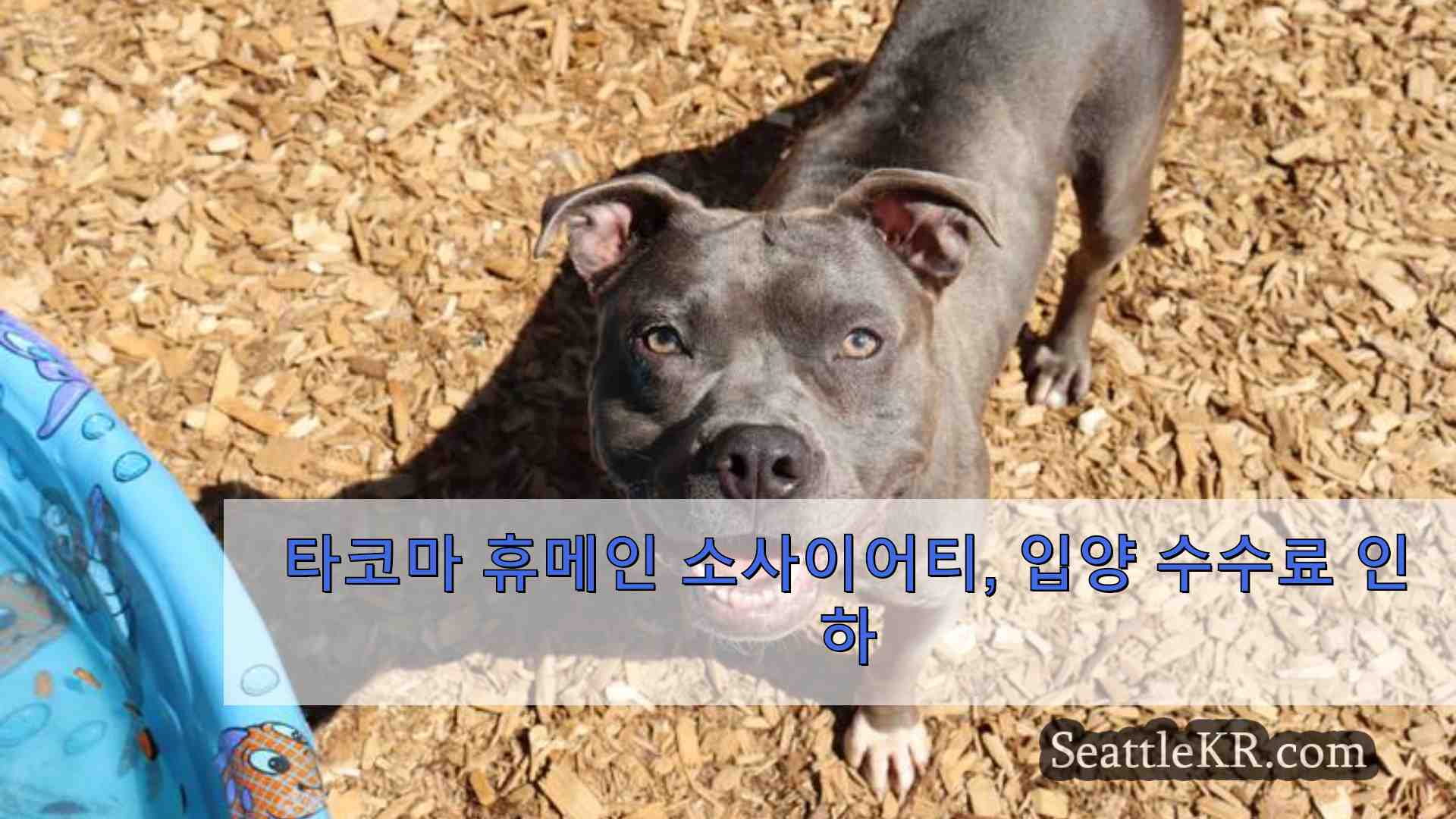 시애틀 뉴스 SeattleKR
