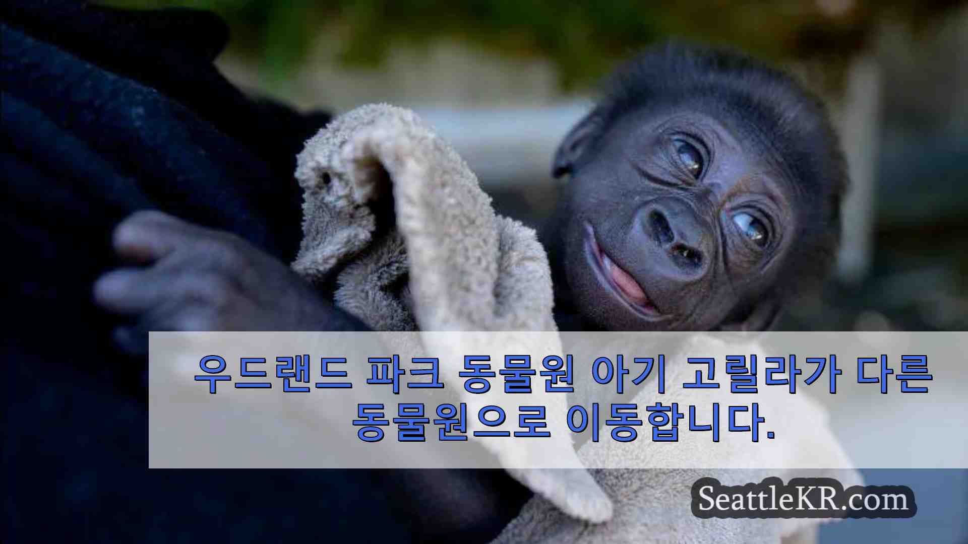 우드랜드 파크 동물원 아기 고릴라가 다른 동물원으로 이동합니다.