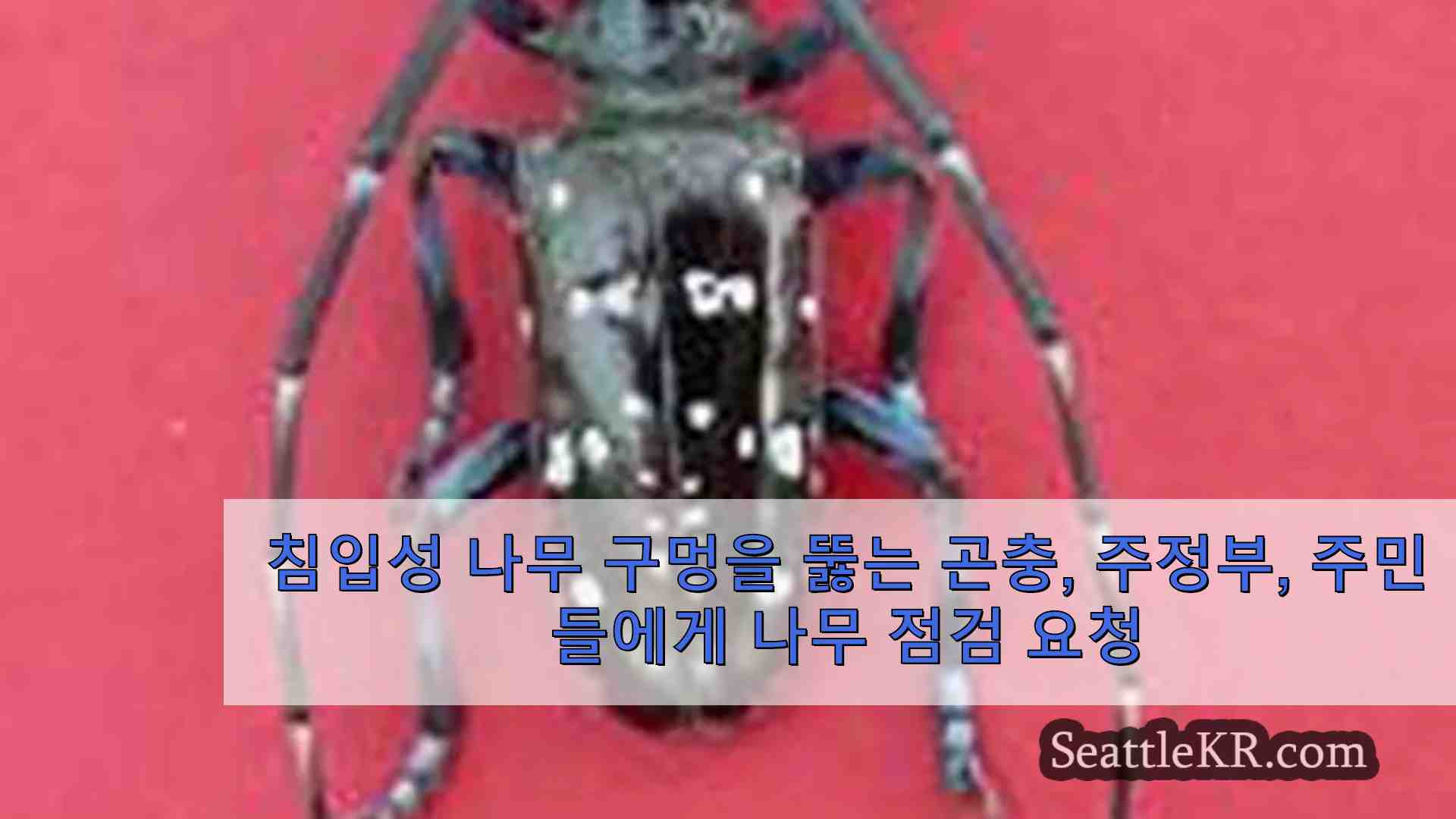 침입성 나무 구멍을 뚫는 곤충 주정부 주민들에게 나무 점검 요청