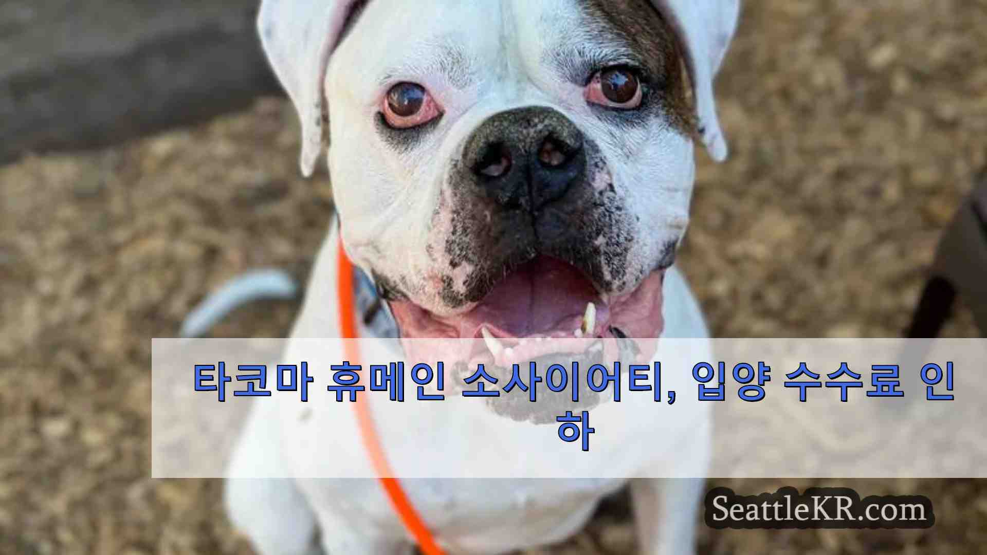 시애틀 뉴스 SeattleKR