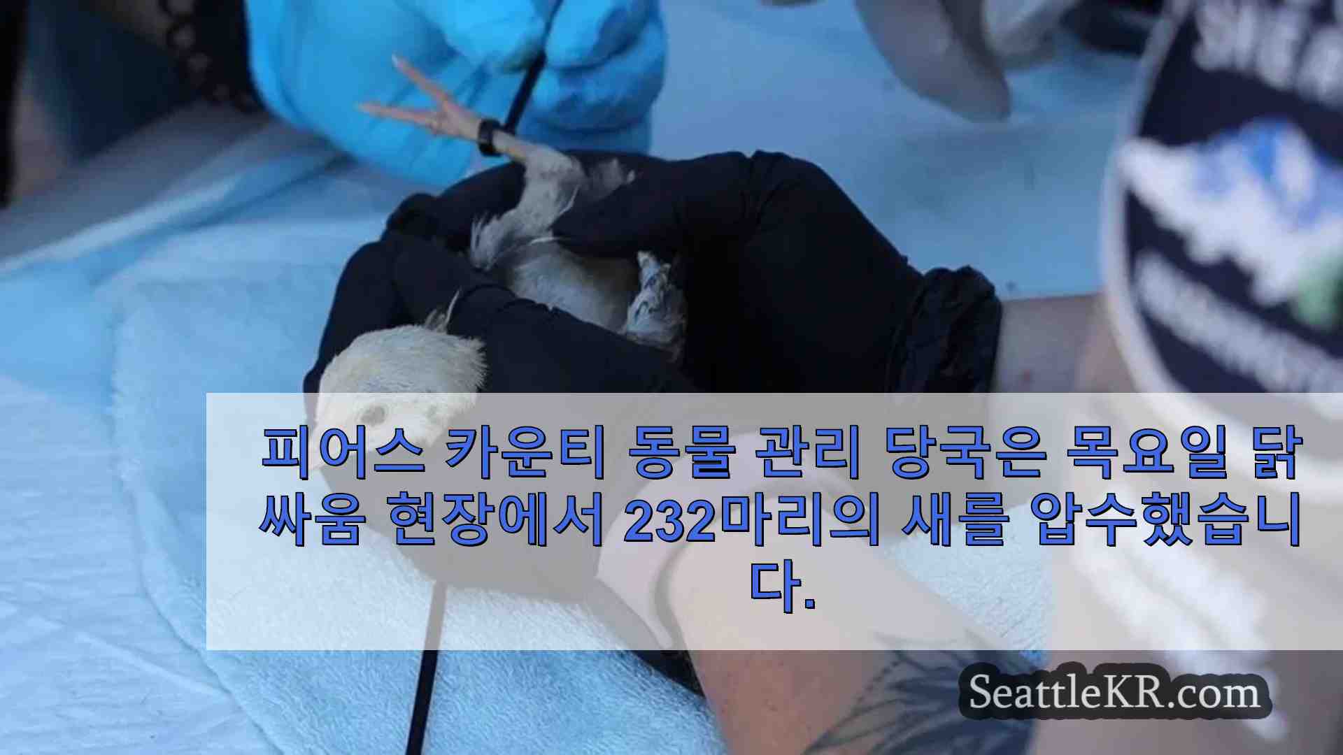 피어스 카운티의 대규모 닭 싸움 작전에서 232 마리의 새가 압수되었습니다.