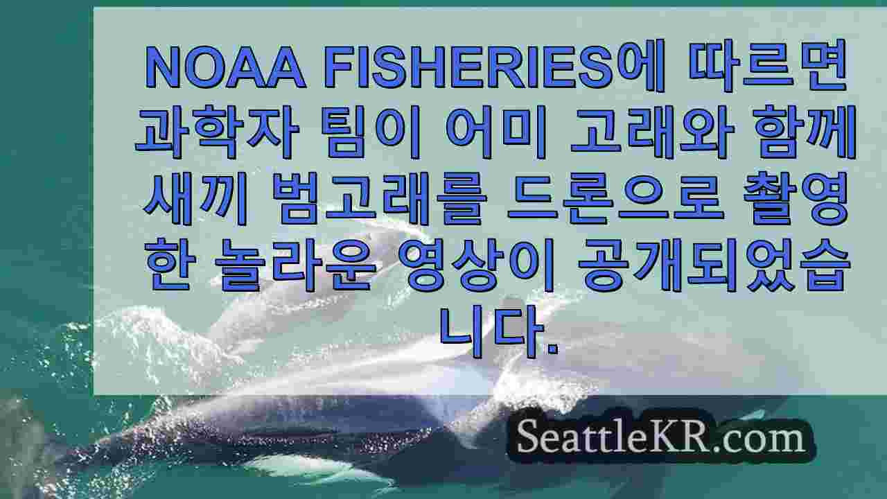 놀라운 NOAA 드론 영상에 포착된 신남방 범고래 송아지