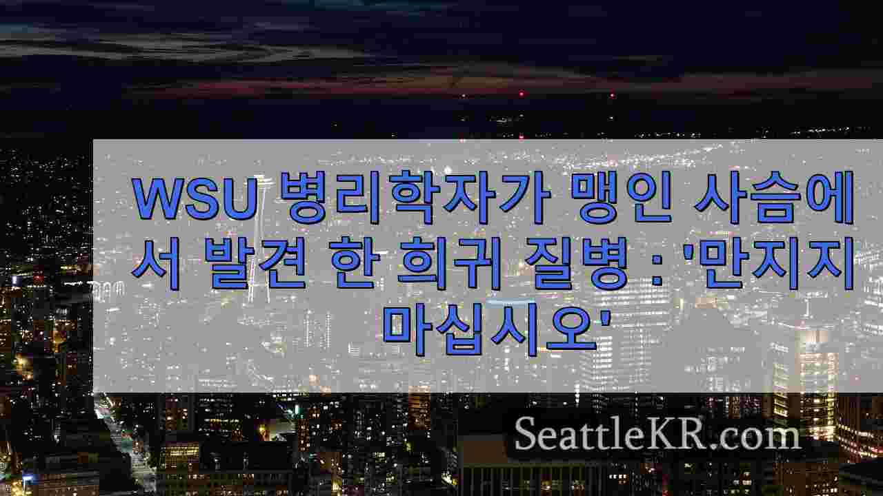 시애틀 뉴스 SeattleKR