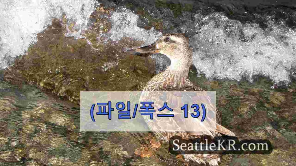 호주 망명 신청자들은 임시 주택으로 이주한 후 '속았다'고 느낍니다.