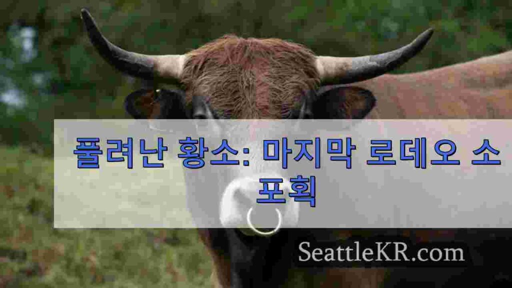 풀려난 황소: 마지막 로데오 소 포획