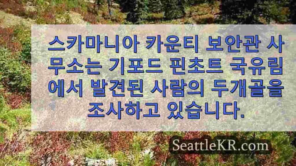 헌터가 기포드 핀초트 국유림에서 사람 두개골을 발견하다