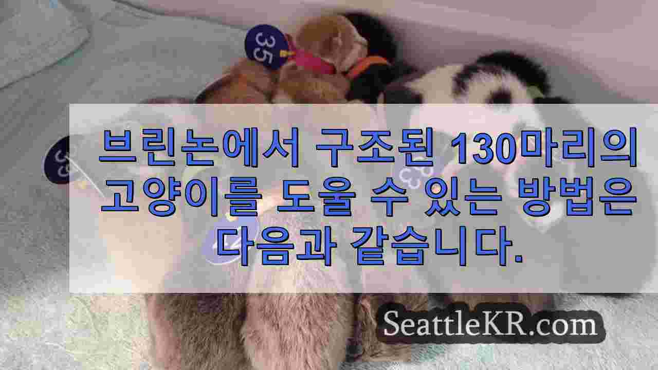 브린논에서 구조된 130마리의 고양이를 도울 수 있는 방법은 다음과