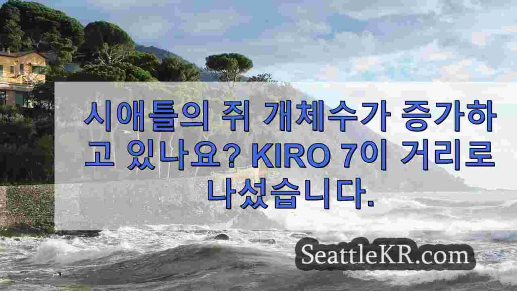 시애틀의 쥐 개체수가 증가하고 있나요? KIRO 7이 거리로 나서서