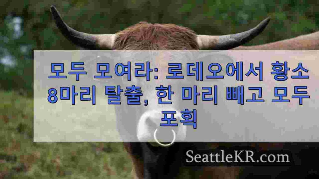 모두 모여라: 로데오에서 황소 8마리 탈출, 한 마리 빼고 모두 포획