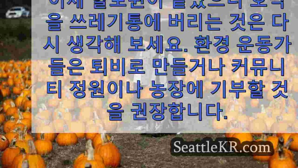 지금 방문해야 할 시애틀 인근 최고의 호박밭, 옥수수 미로