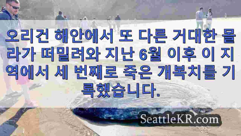 6월 이후 세 번째로 오리건 해안에서 또 다른 거대한 개복치가 죽은