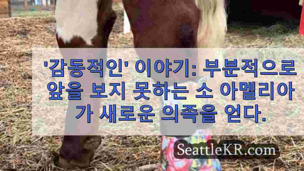 '감동적인' 이야기: 부분적으로 앞을 보지 못하는 소 아멜리아가 새