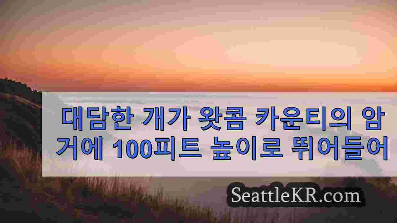 왓콤 카운티에서 100피트 높이의 암거에 뛰어든 대담한 개가 구출됩니다.