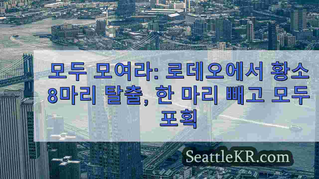 시애틀 뉴스 SeattleKR