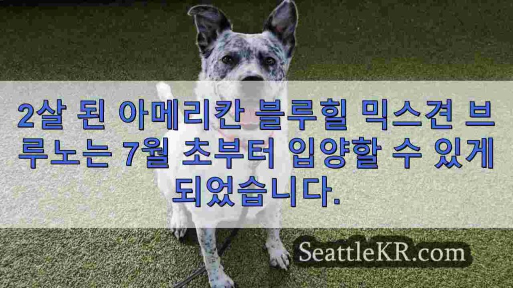 금주의 반려동물: 2살 아메리칸 블루힐러 믹스견 브루노를 만나보세요.