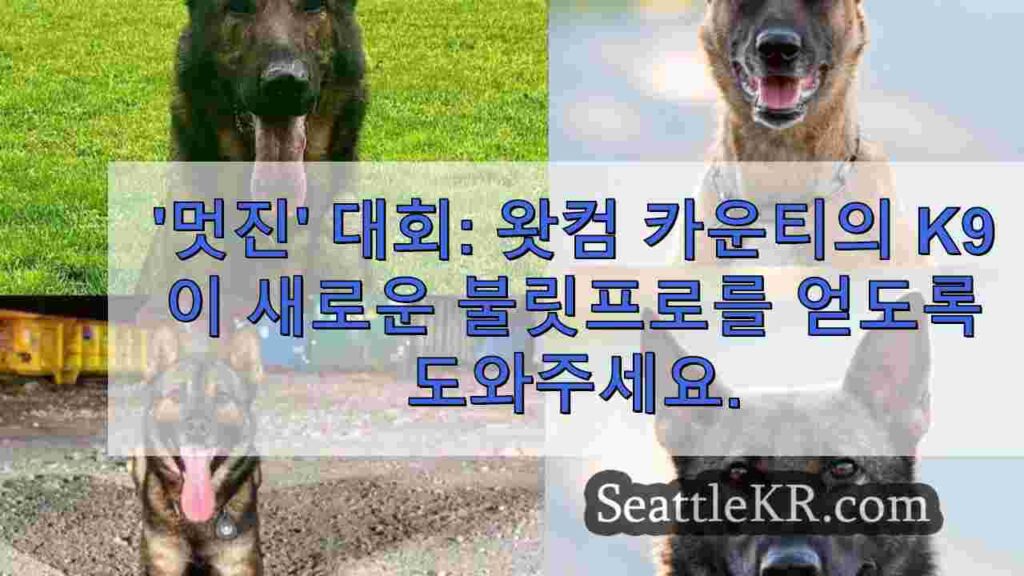 '멋진' 대회: 왓컴 카운티의 K9이 새로운 방탄 조끼를 입도록