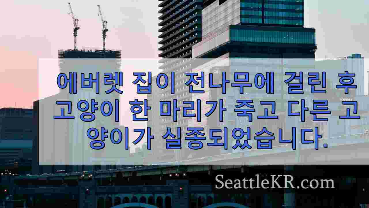 시애틀 뉴스 SeattleKR