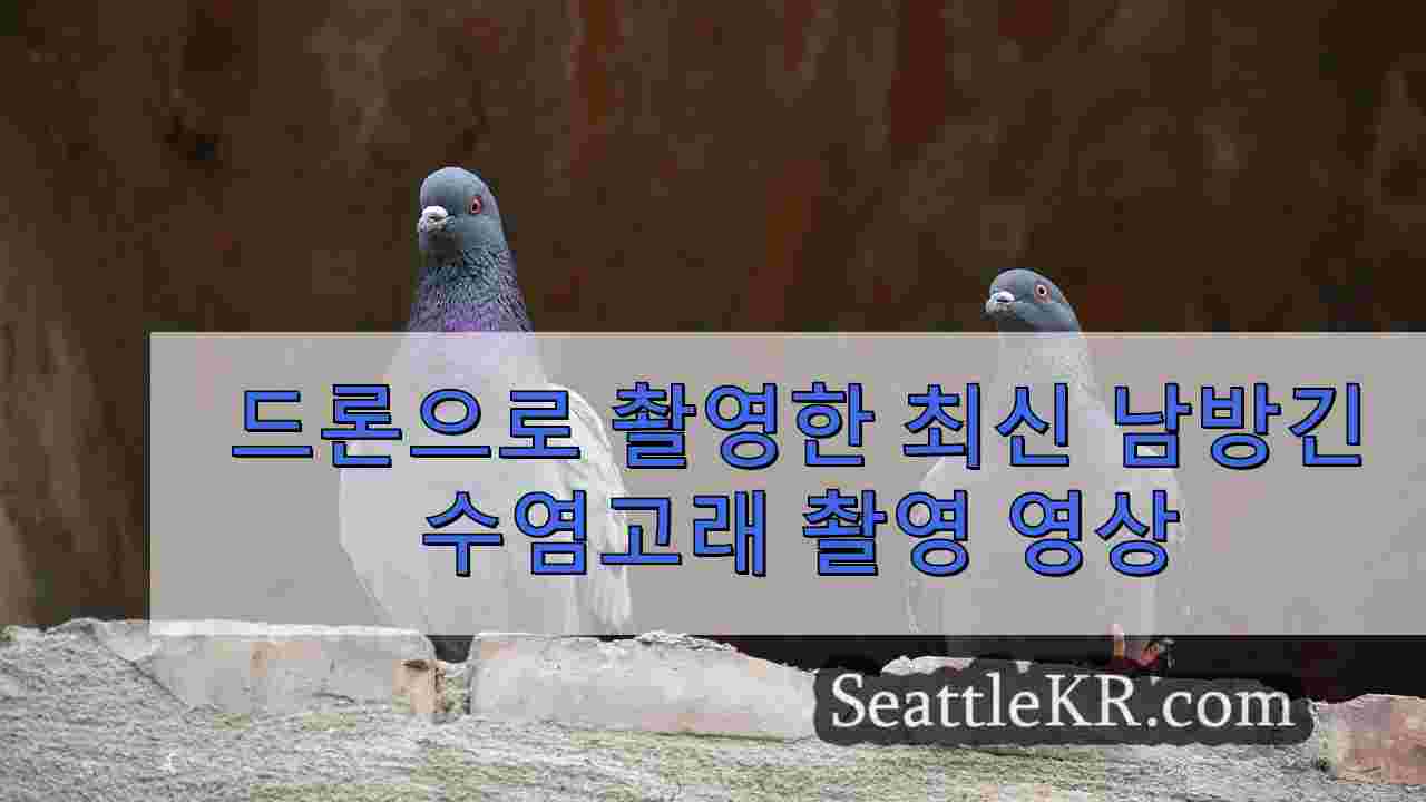 시애틀 뉴스 SeattleKR
