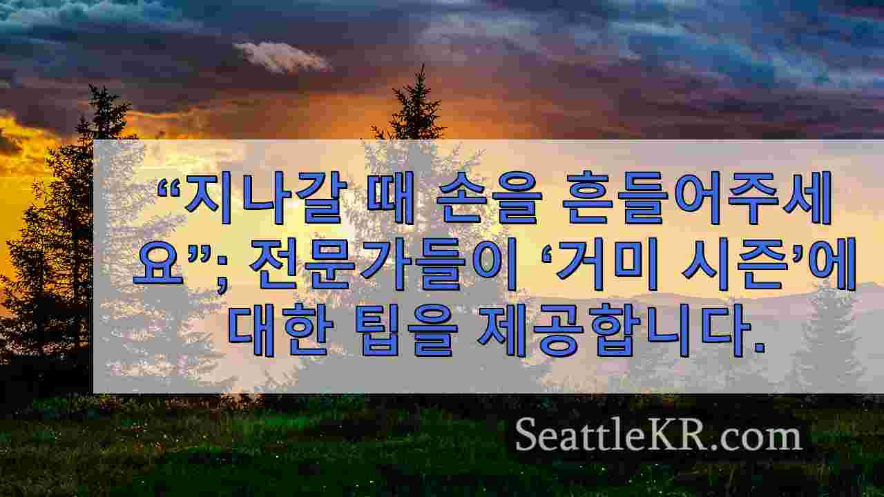 “지나갈 때 손을 흔들어주세요” 전문가들이 거미 시즌에 대한 팁을 제공합니다.