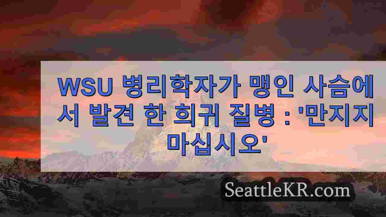시애틀 뉴스 SeattleKR