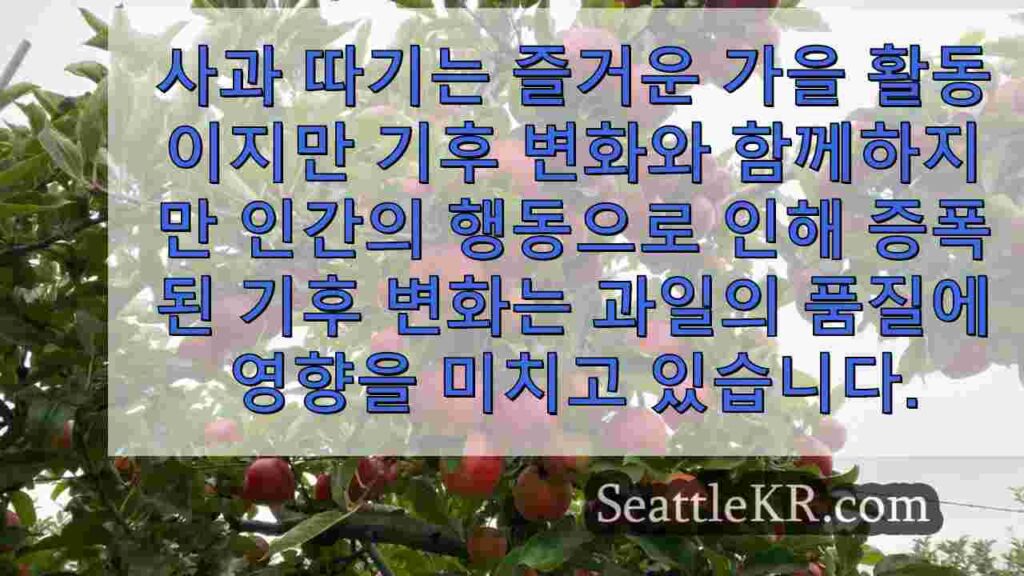 기후 변화가 미국 전역의 사과 품질과 숙성 기간에 미치는 영향