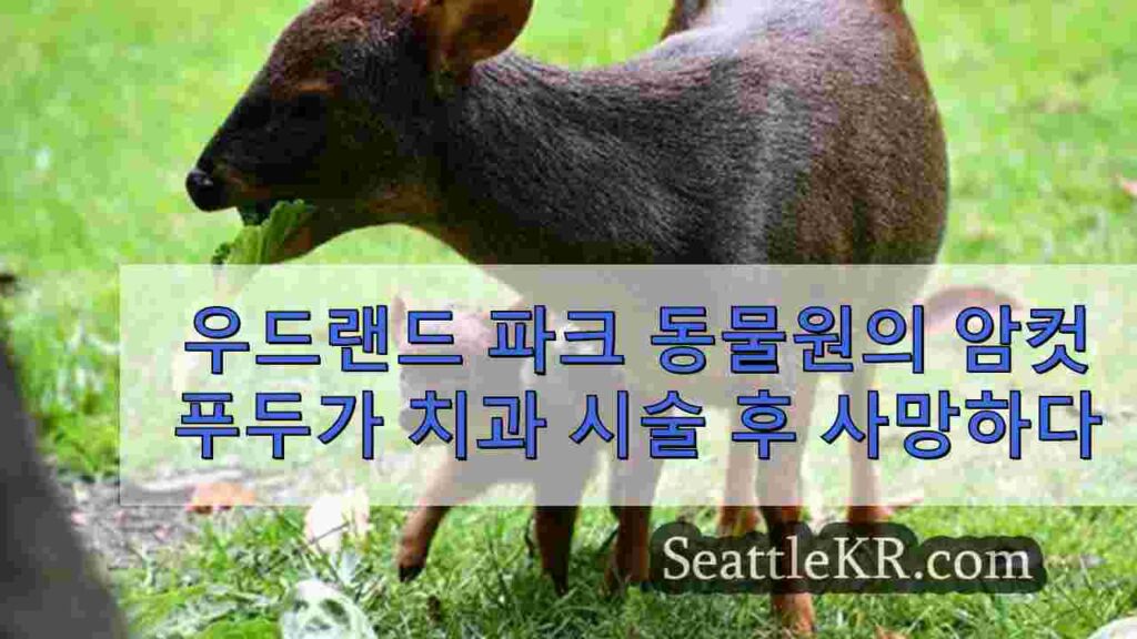 우드랜드 파크 동물원의 암컷 푸두가 치과 시술 후 사망하다