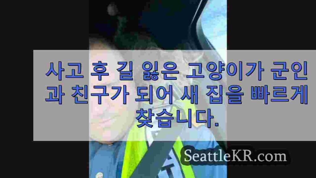 사고 후 길 잃은 고양이가 군인과 친구가 되어 새 집을 빠르게 찾습니다.