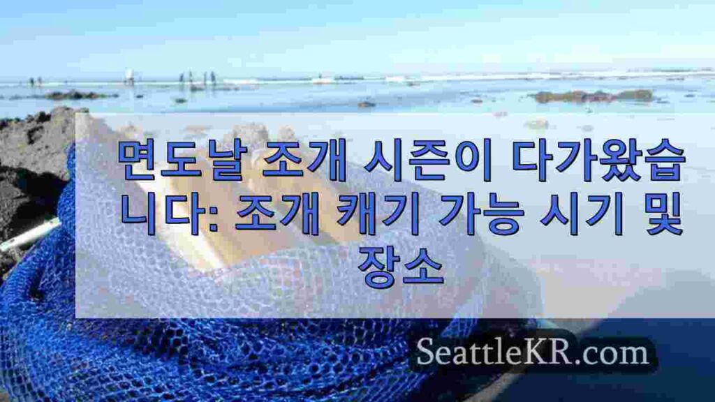 면도날 조개 시즌이 다가왔습니다: 조개 캐기 가능 시기 및 장소