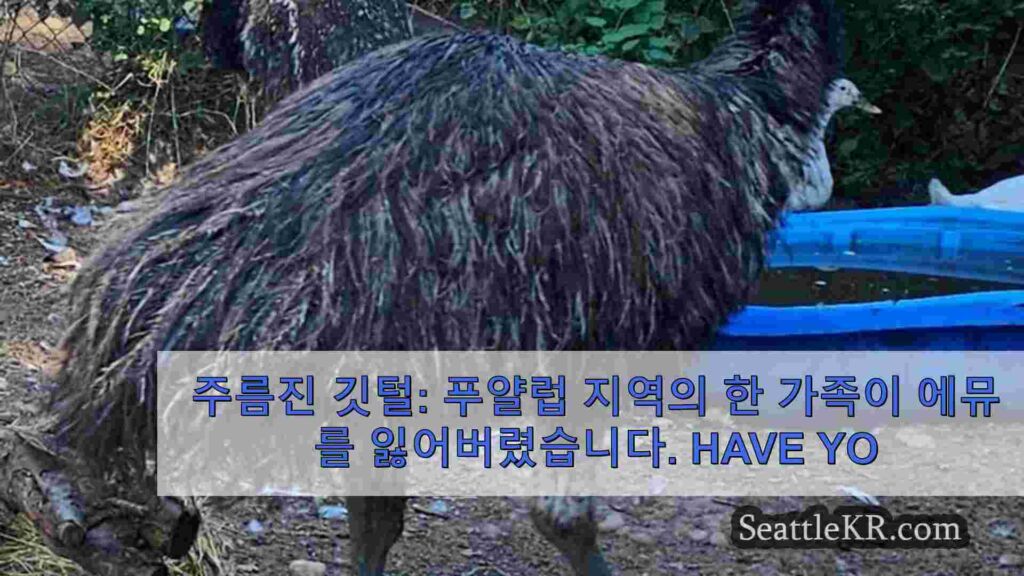 주름진 깃털: 푸얄럽 지역의 한 가족이 에뮤를 잃어버렸습니다. 보셨나요?