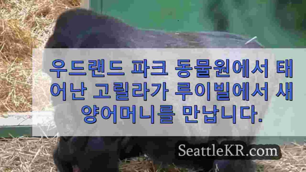 우드랜드 파크 동물원에서 태어난 고릴라가 루이빌에서 새 양어머니를