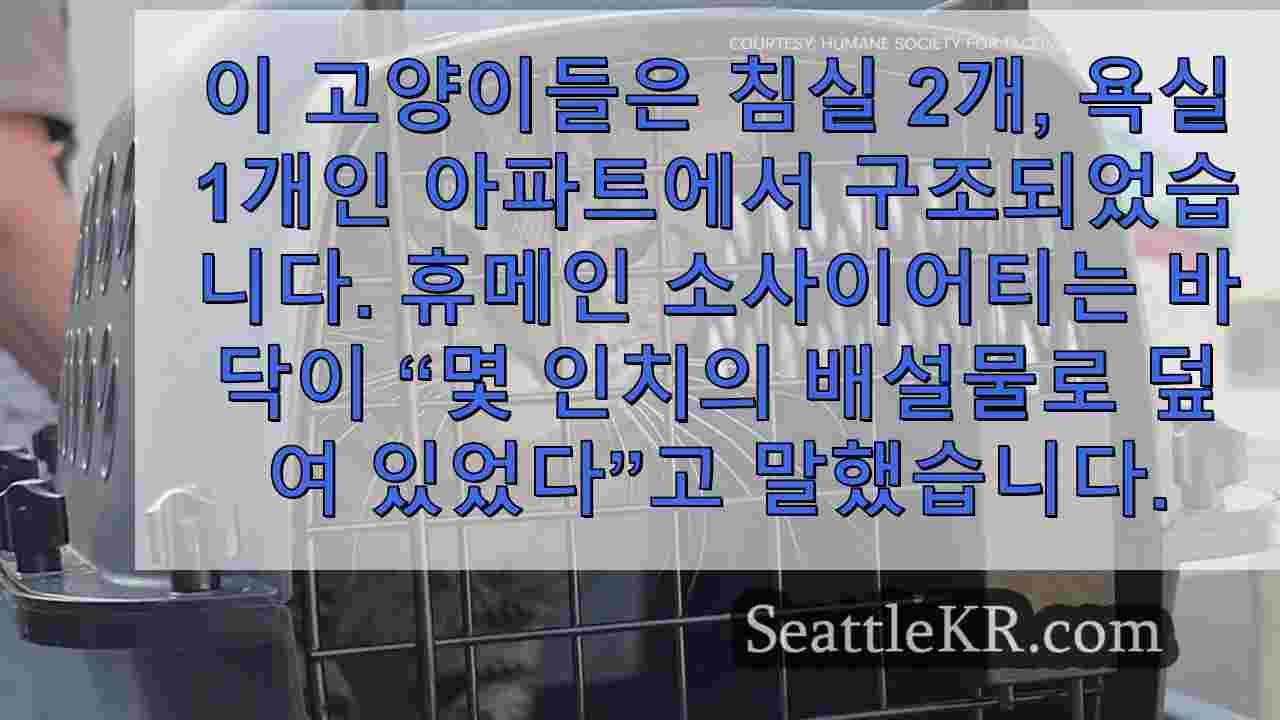 페더럴웨이 아파트의 고양이 사재기 사태로 압수된 고양이 100마리