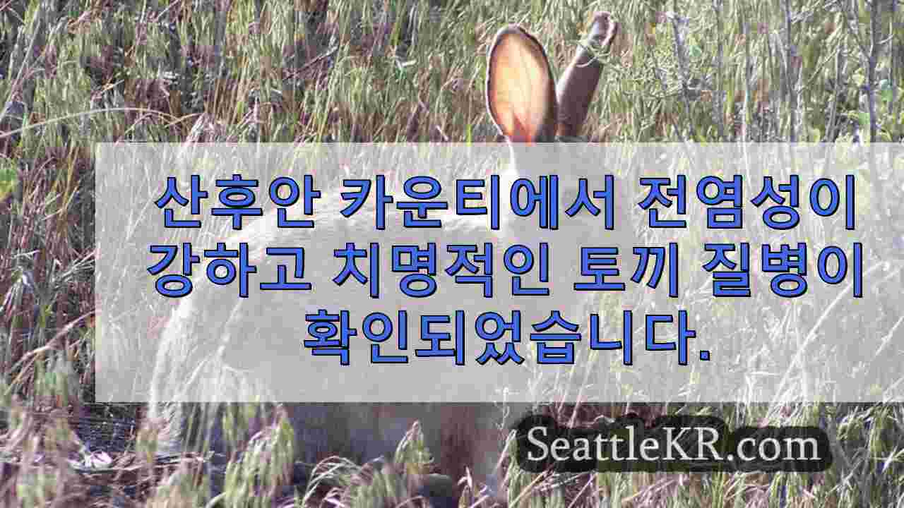 산후안 카운티에서 전염성이 강하고 치명적인 토끼 질병이 확인되었습니다.