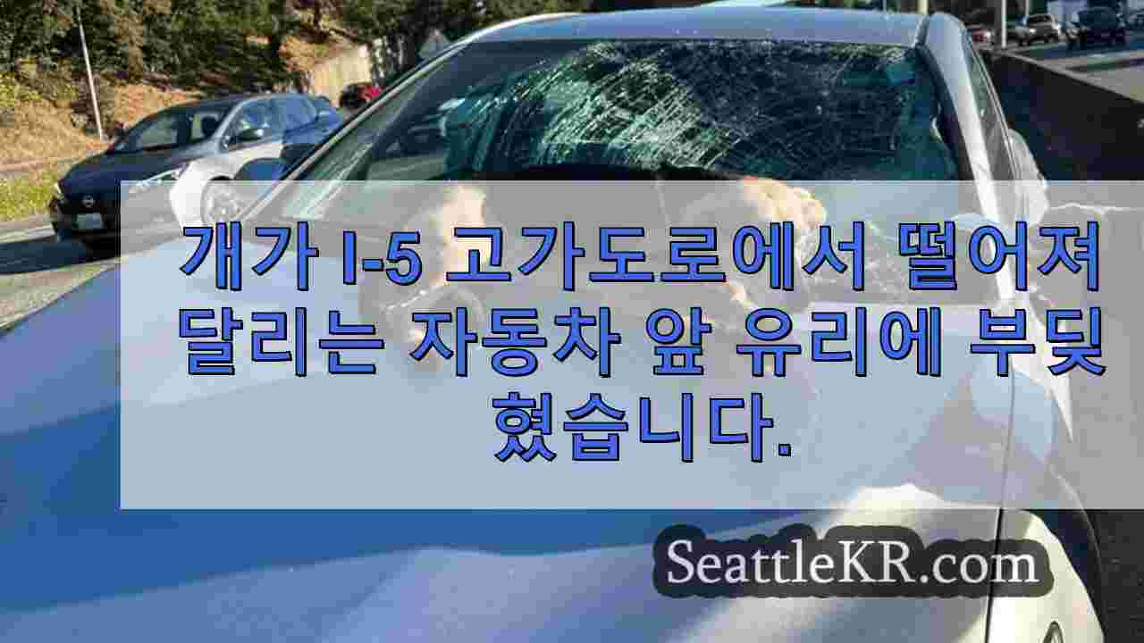개가 I-5 고가도로에서 떨어져 달리는 자동차 앞 유리에 부딪혔습니다.