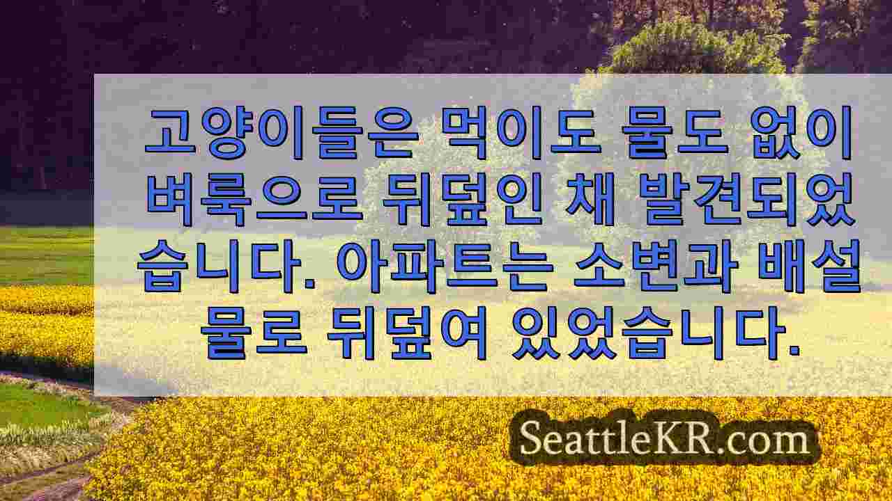 시애틀 뉴스 SeattleKR